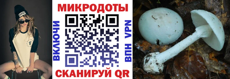 Псилоцибиновые грибы Cubensis купить наркоту Верхотурье